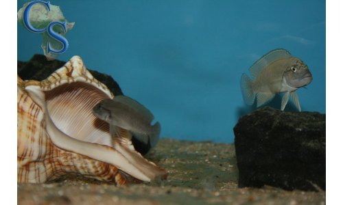 Telmatochromis burgeoni